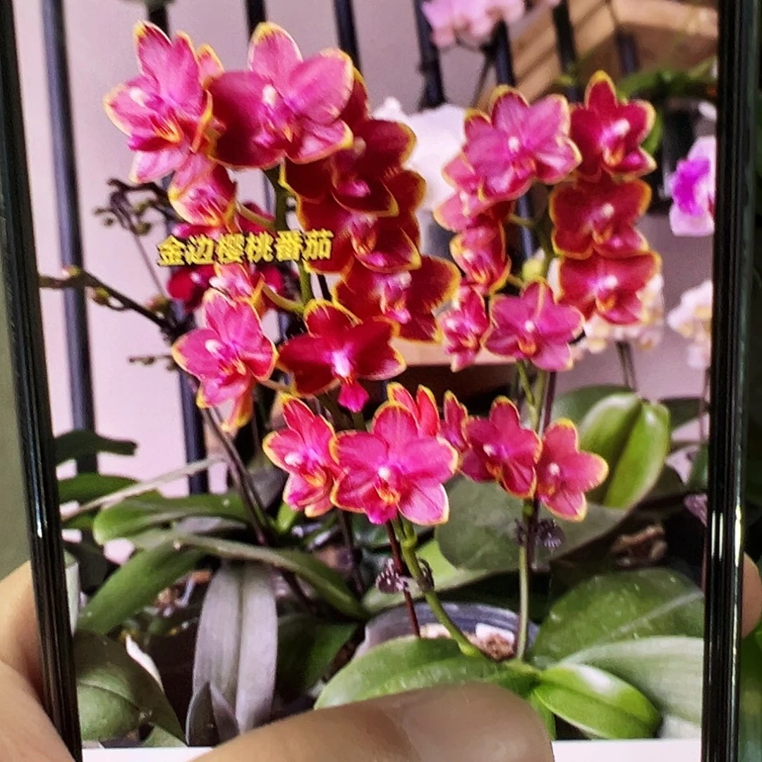 当前无花栽培后可以开花樱桃番茄3.0杯