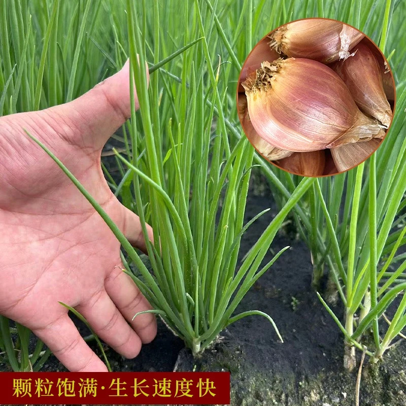 正宗四季小香葱头3到7天发芽葱头种子