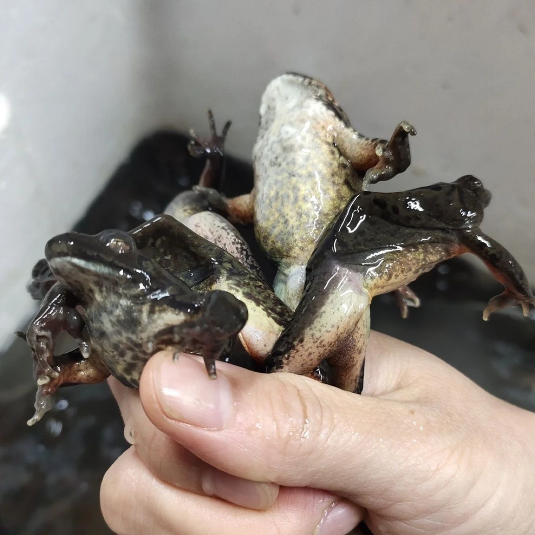 东北特产鲜活公蛤蟆时令新鲜鲜活吉林桦甸产地直发