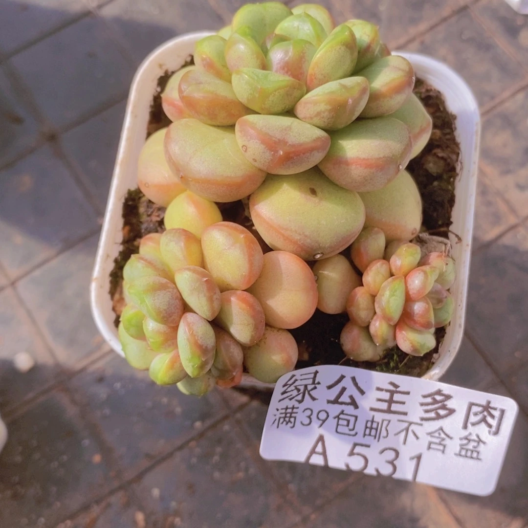 葡萄6cm531多肉植物
