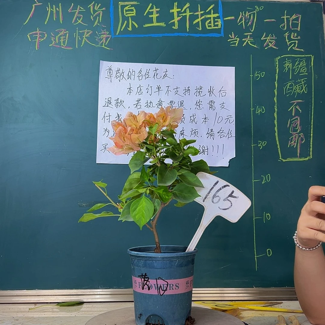 当前无花栽培后可以开花炸 落日 165