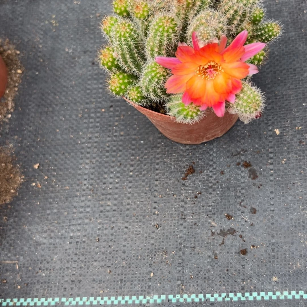 白檀仙人球96白檀401