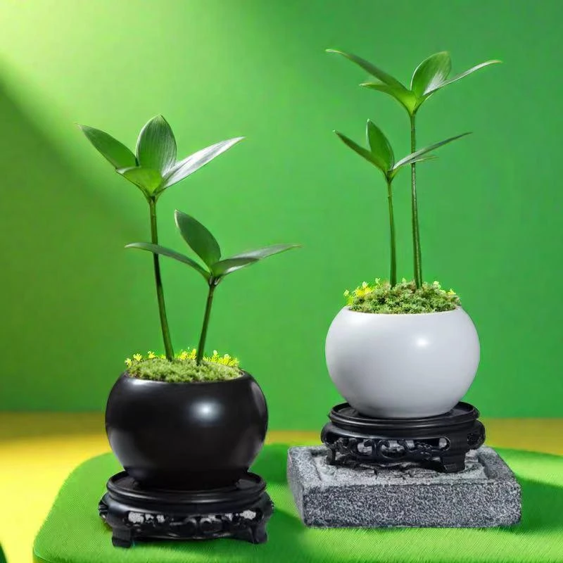 驱蚊竹柏四叶草植物室内好养小绿植花卉盆栽办公室桌面驱蚊草好养