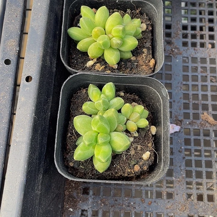 千代田群带盆土发货