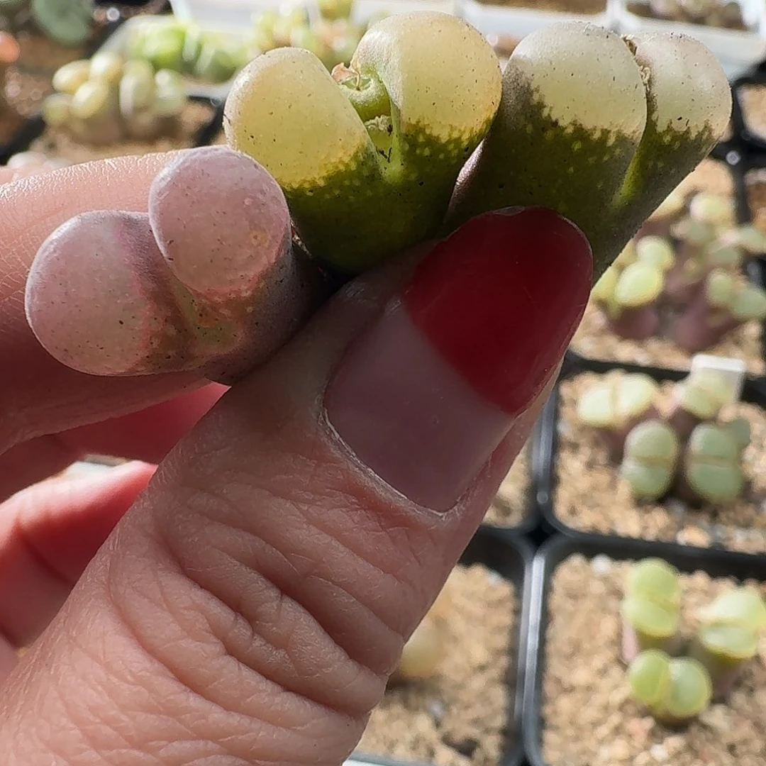 三颗彩套大窗风铃2768