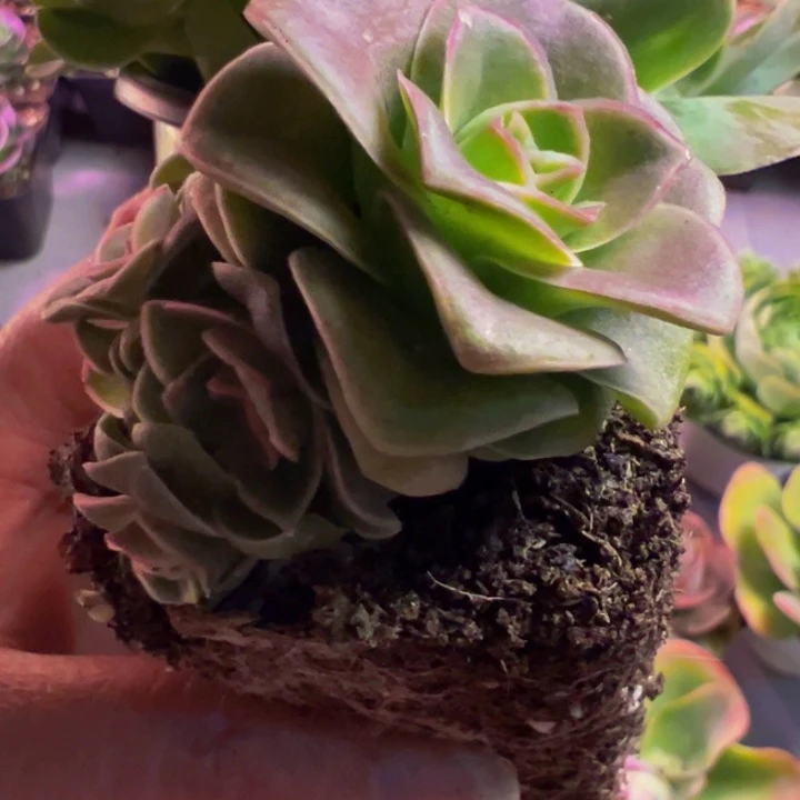 麻*~精品帕系山地玫瑰