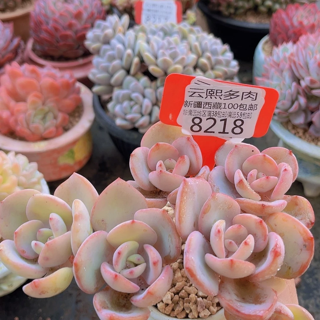 8218白月光。