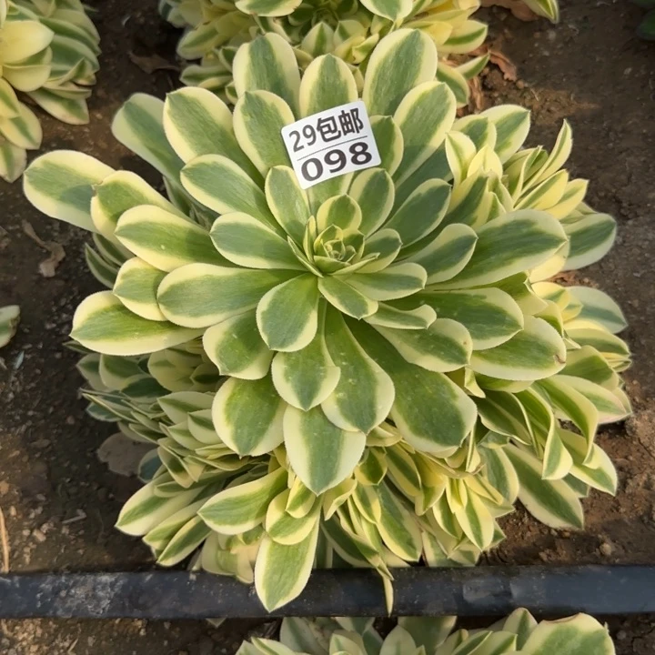 绿豆沙……多肉植物……