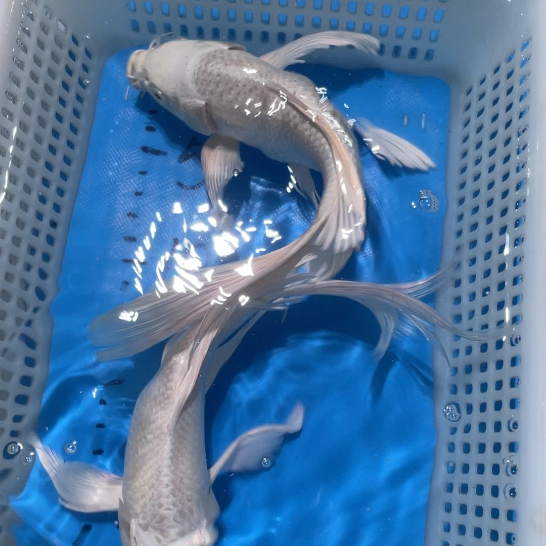 锦鲤锦鲤包邮包售后