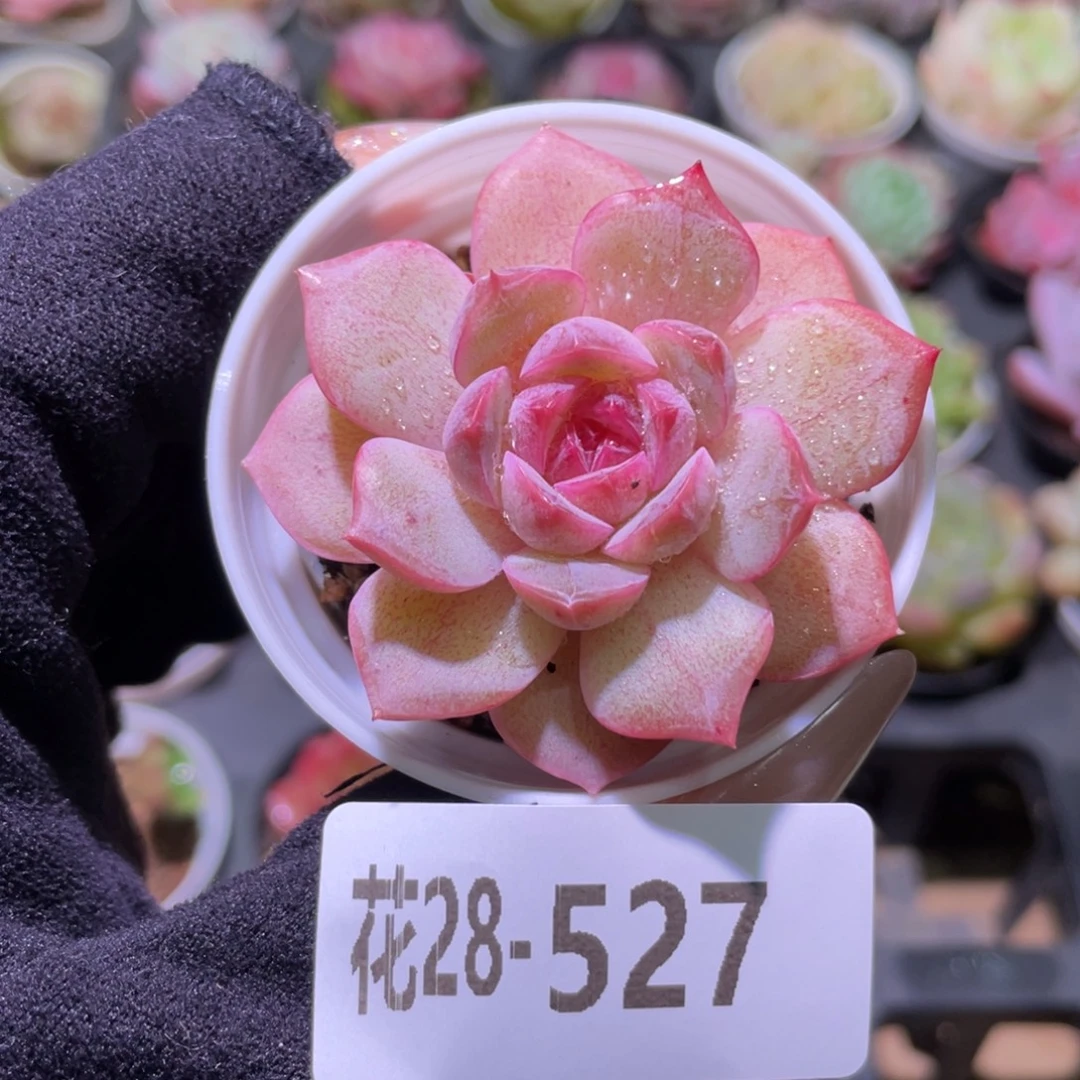 花利美28-527新品