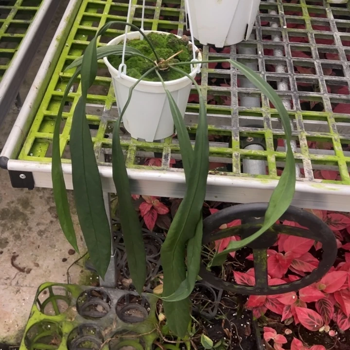 不开花植物维塔领带叶长50