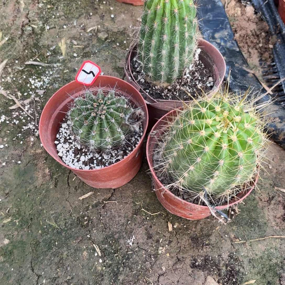 9号仙人球0003颗