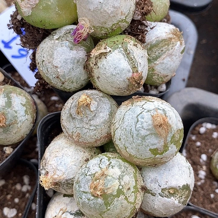 6525大灯泡一颗有伤