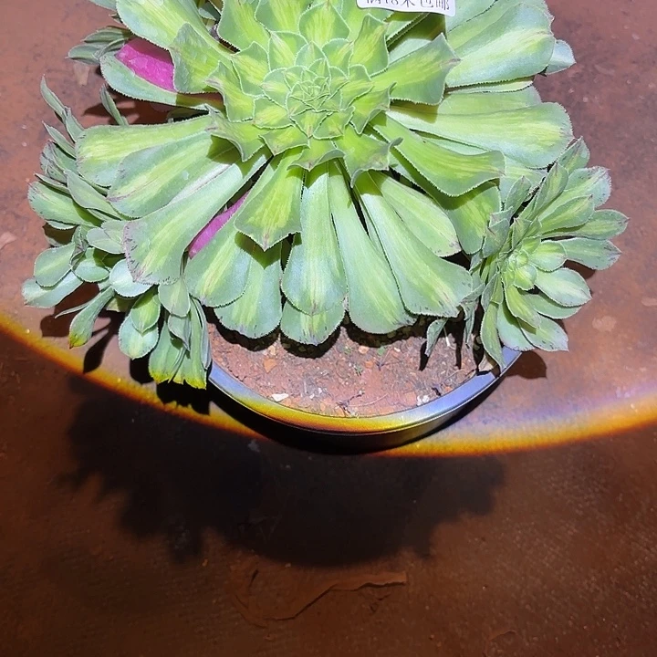 456知否诺米多肉法师锦不包侧枝断枝