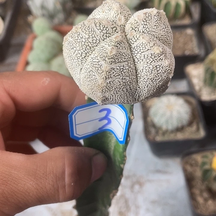 三脚架接恩中矮胖3号