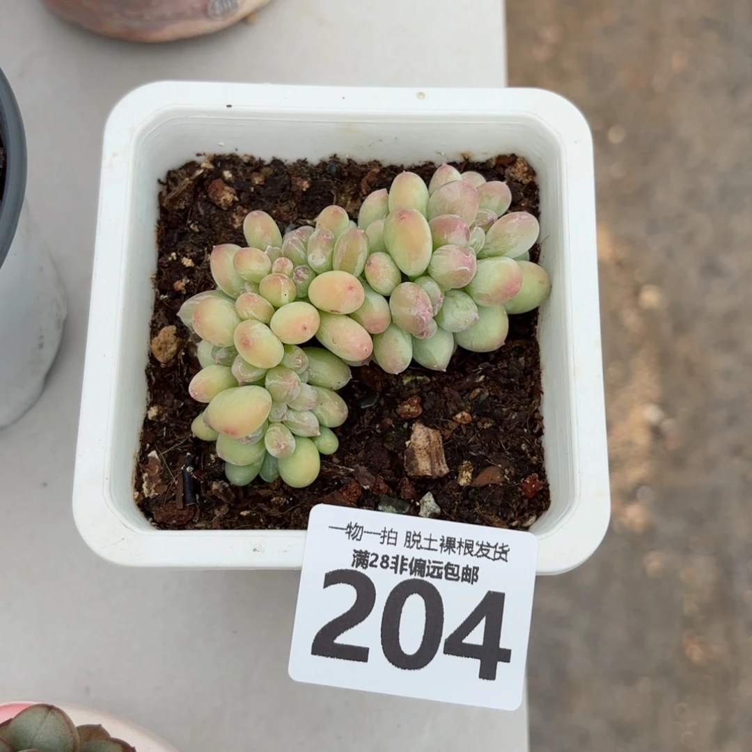 三日月美人缀化无盆土发货