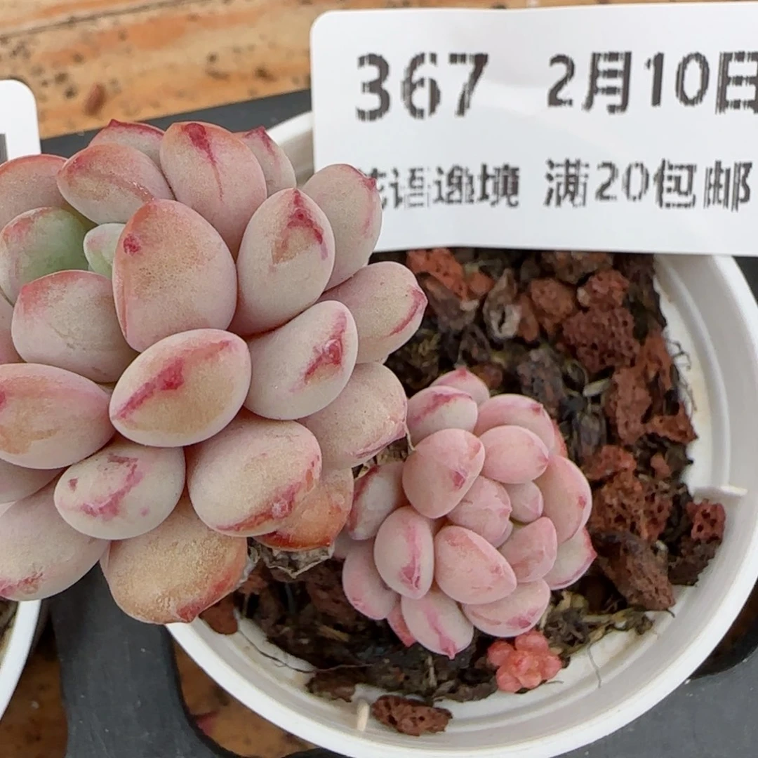 花语逸境0210-367