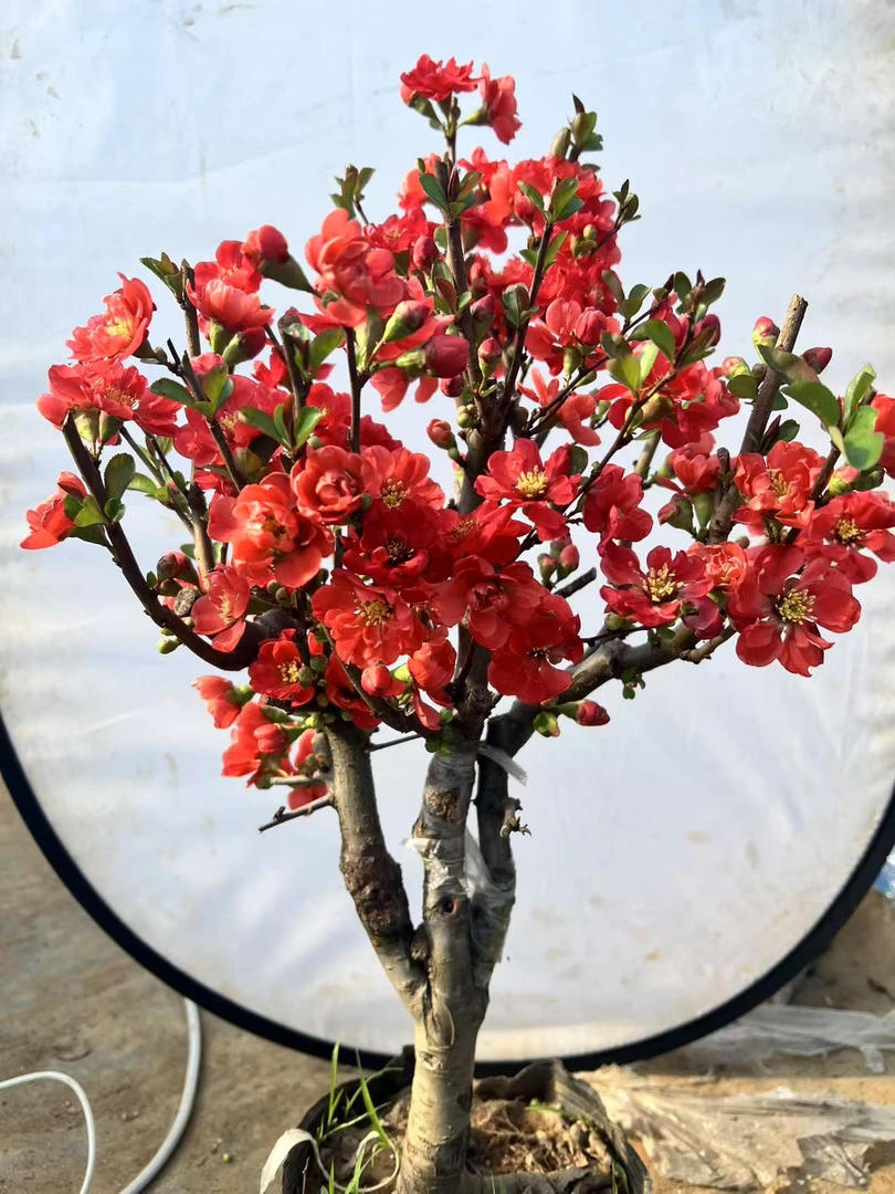 （皇族）10年老桩稀有品种花量大