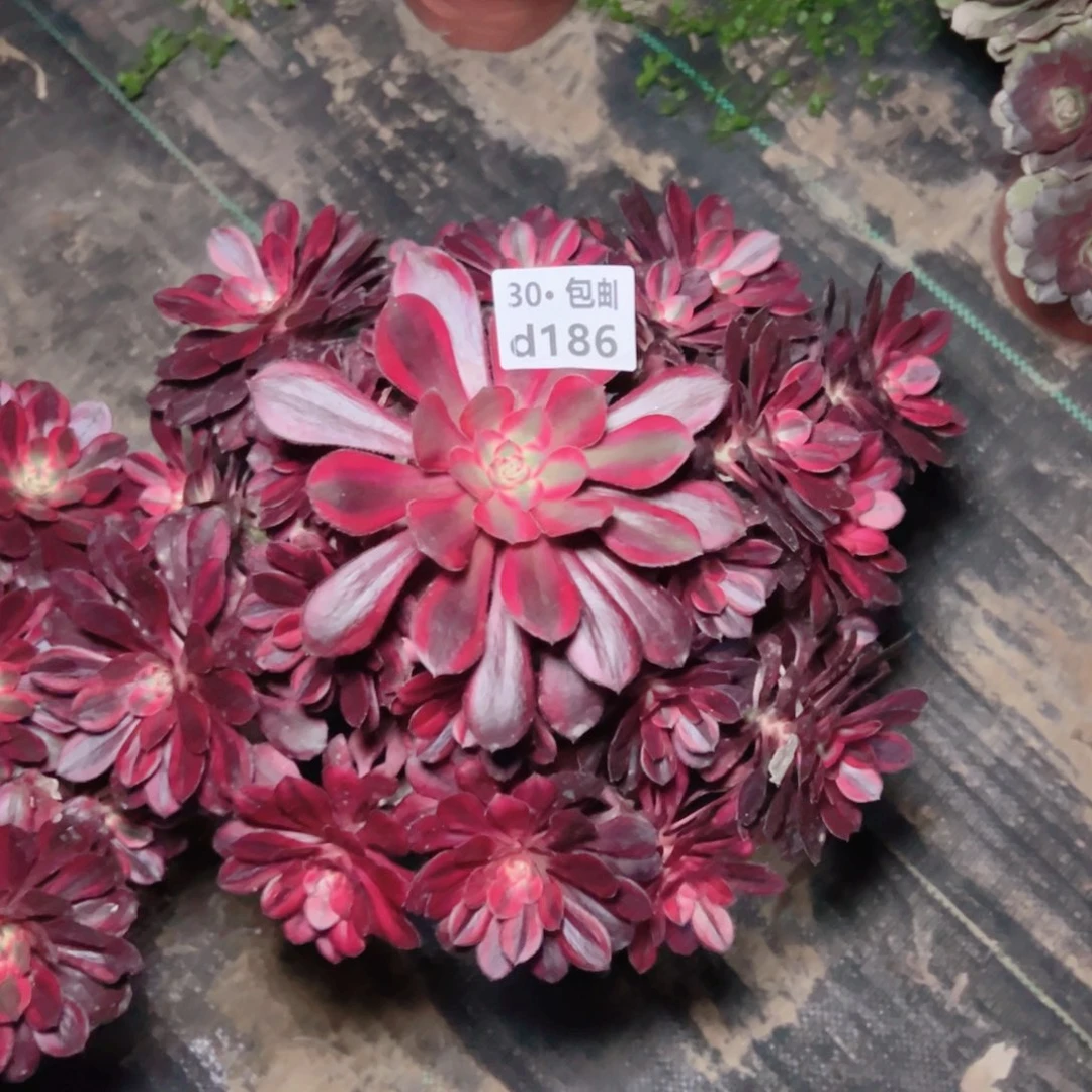 186多肉法师香奈