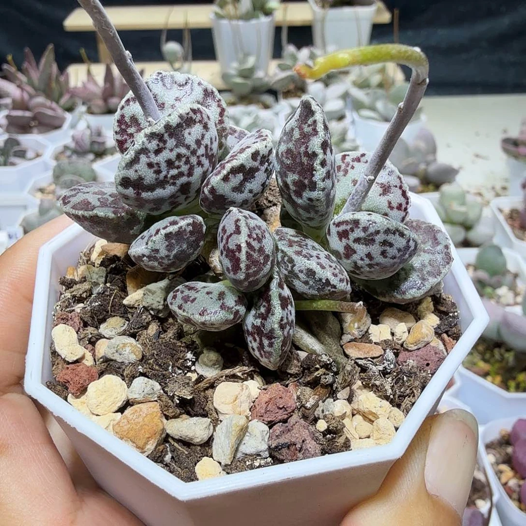 小**?马蛋水泡多肉植物