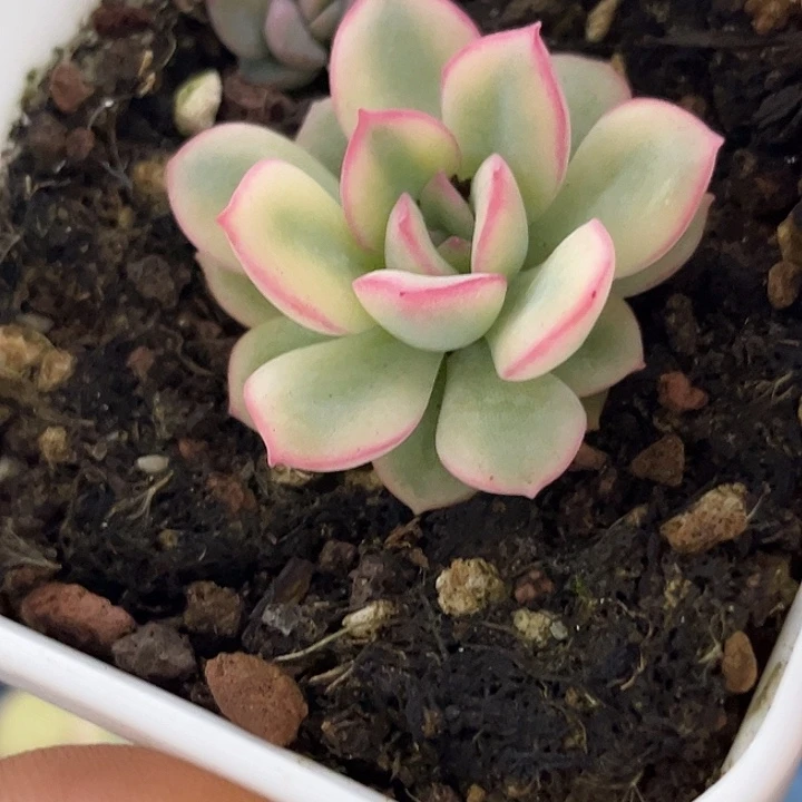 2233雨燕座腹轮锦炸多肉植物
