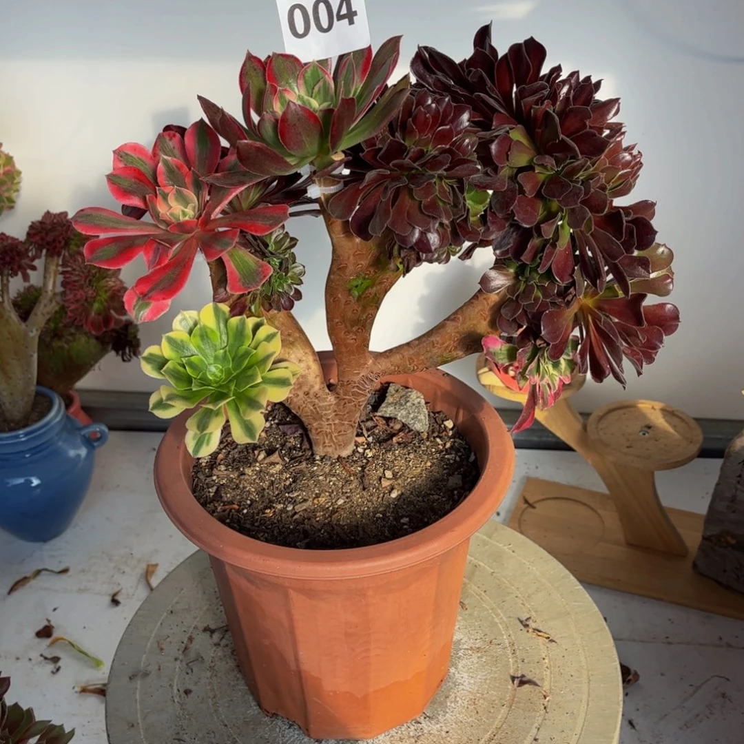多肉植物欧紫缀嫁接004