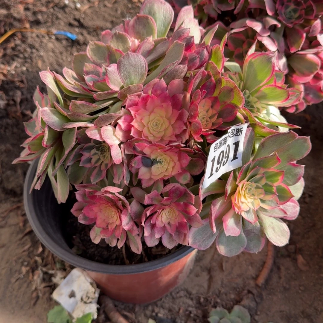 法师 丘比特1991 18-27