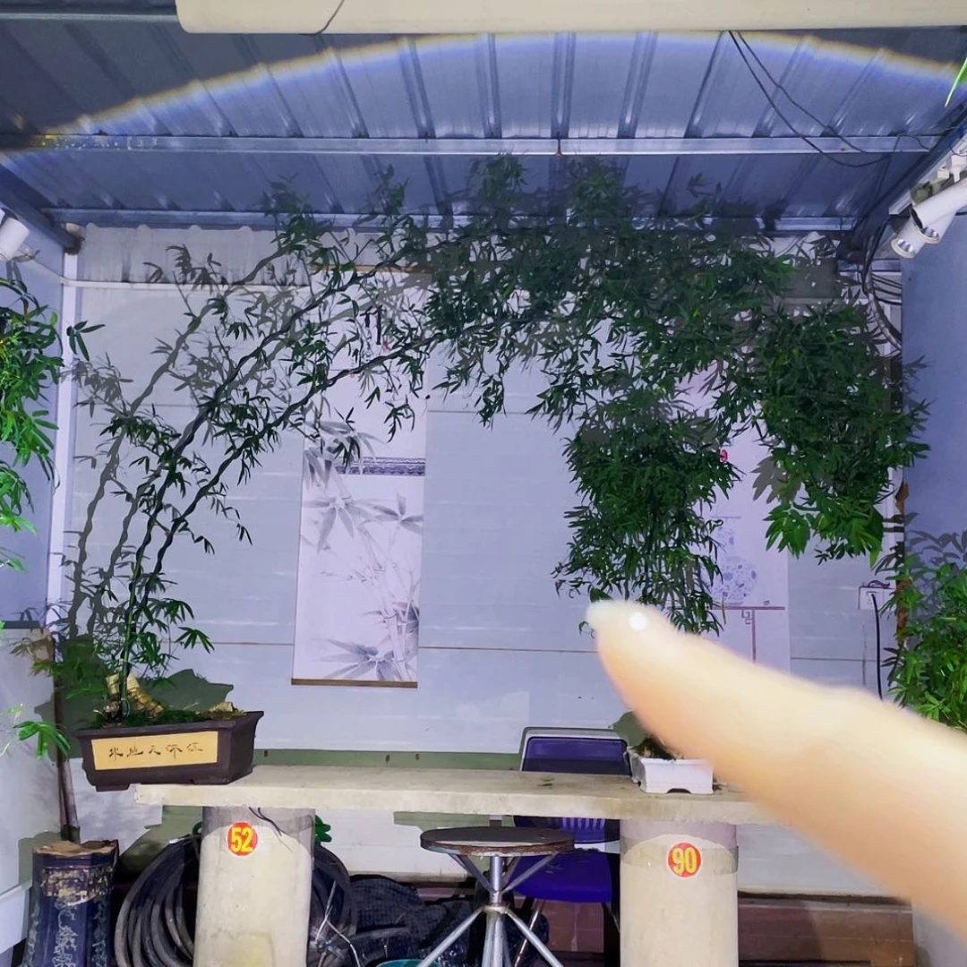 浮****无花朵小叶簕竹熟桩陶瓷盆一物一拍