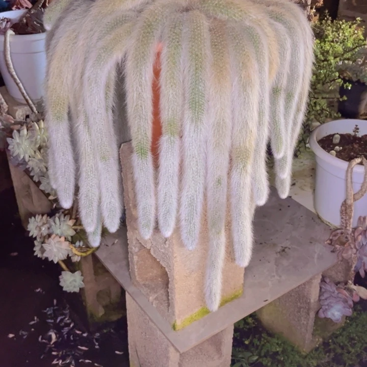 *****多肉一物一拍6357