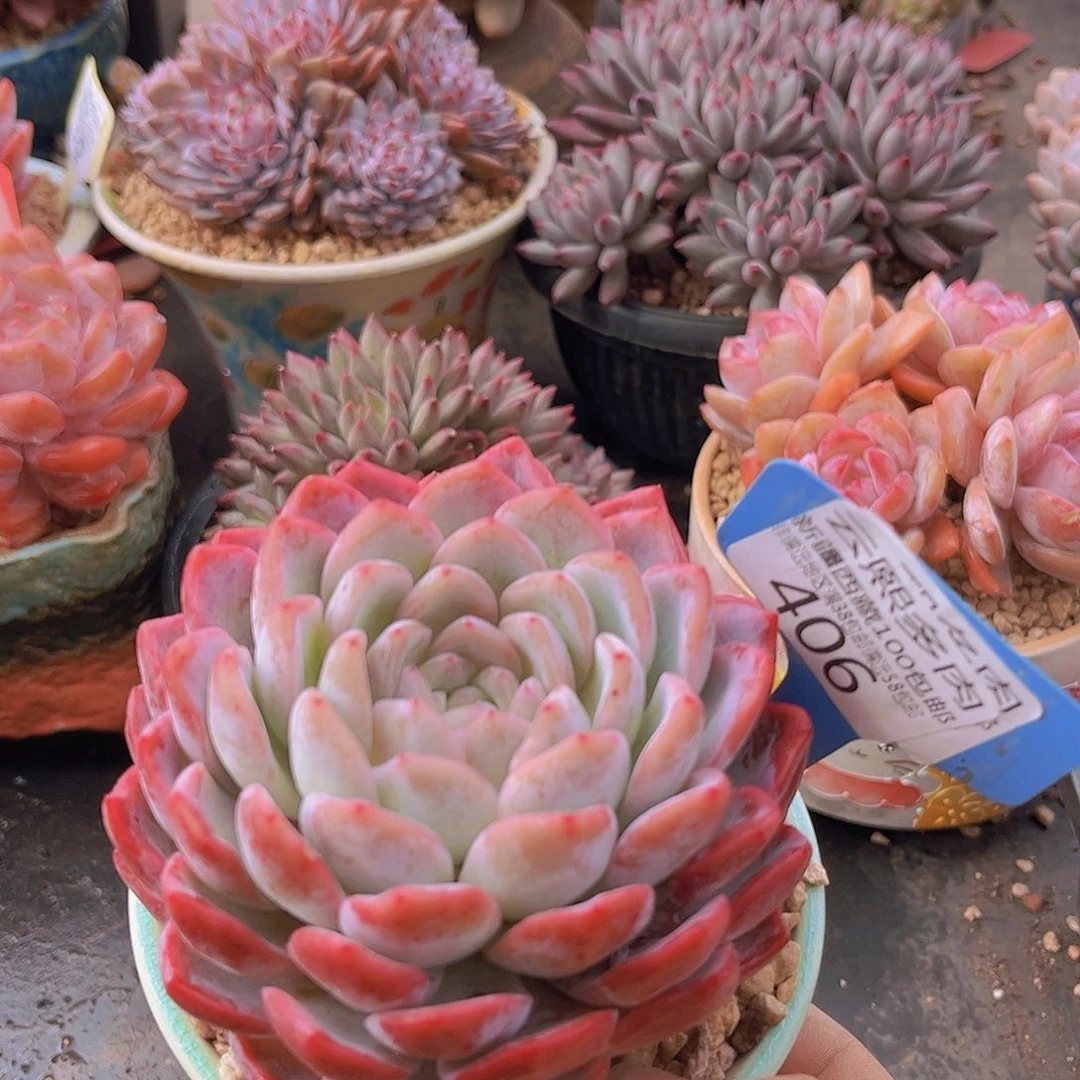 406胭脂多肉植物。