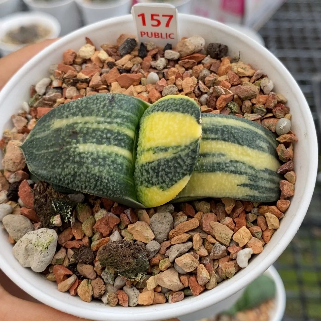 157号卧牛锦多肉植物