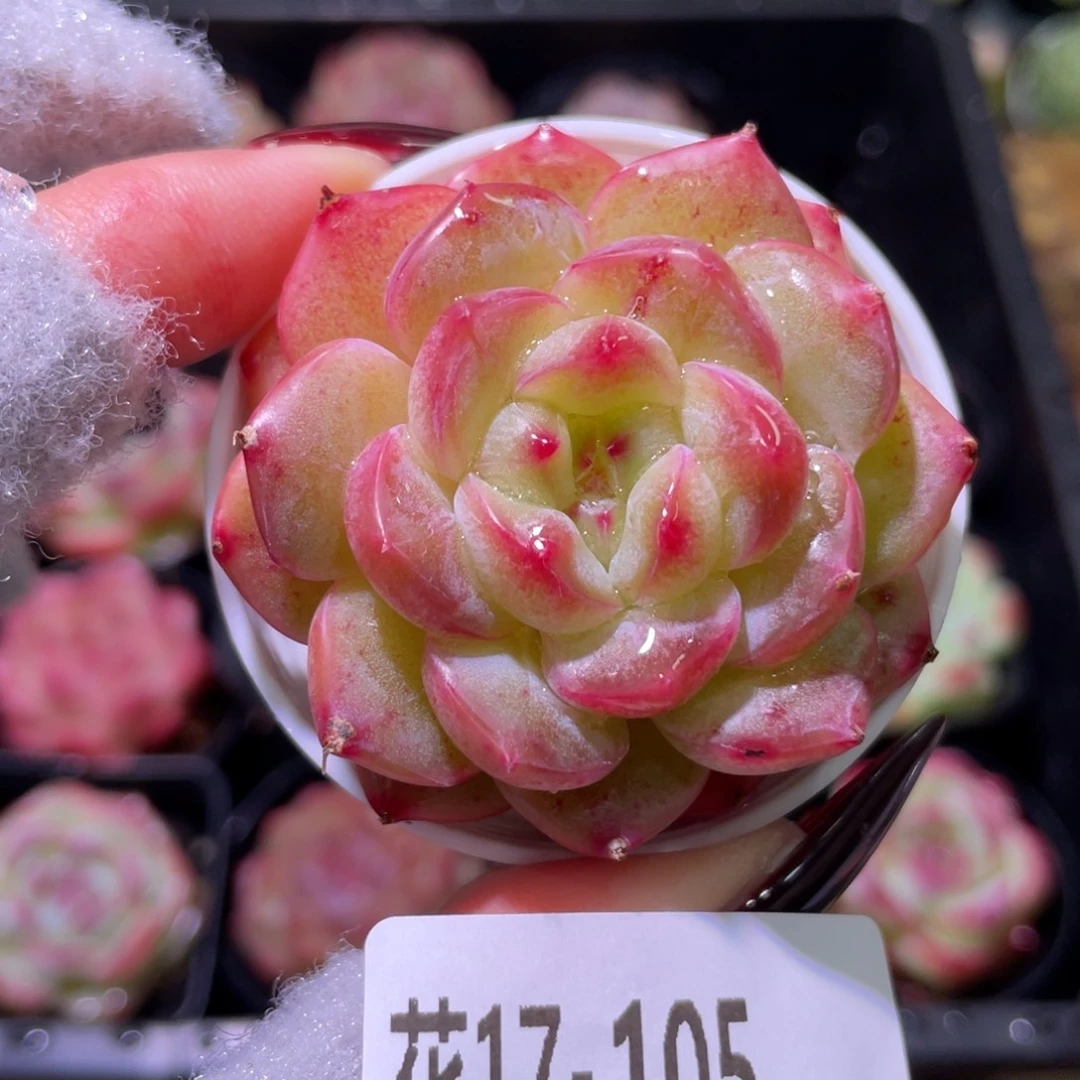 花利美17-105新品