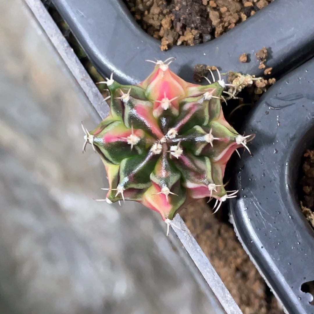 无花朵泰系神品侧，臀锦虎斑锦