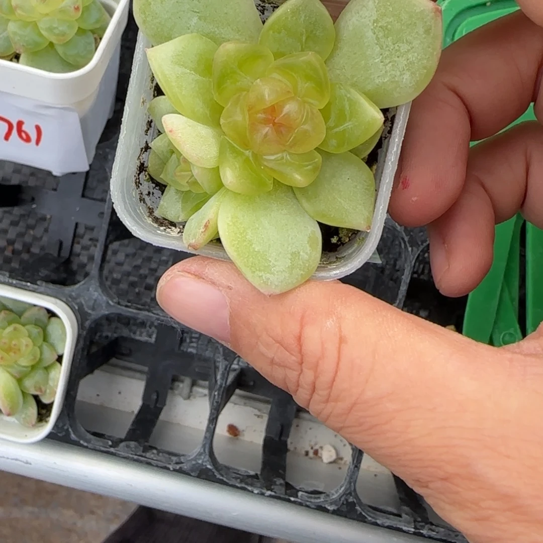 娜***～2863 穴一个满20包邮