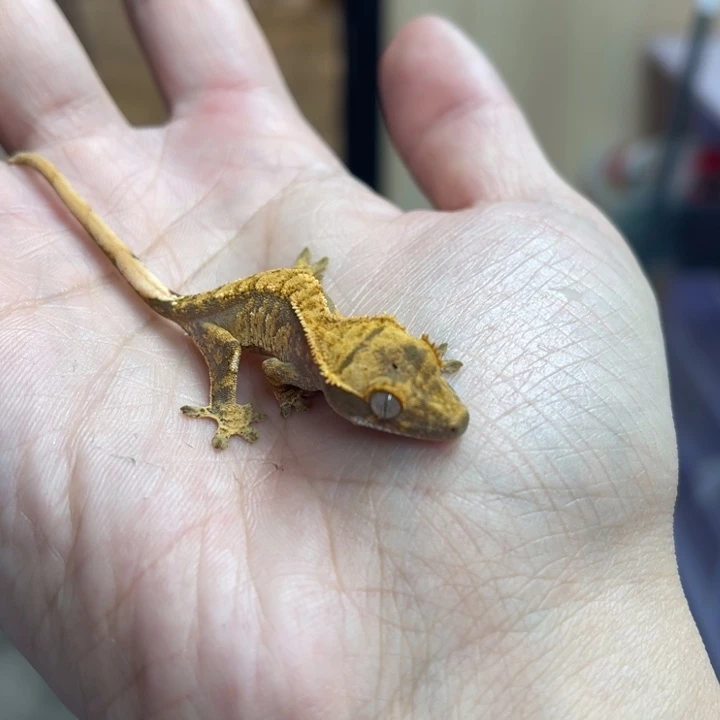 睫角守宫奶油0010