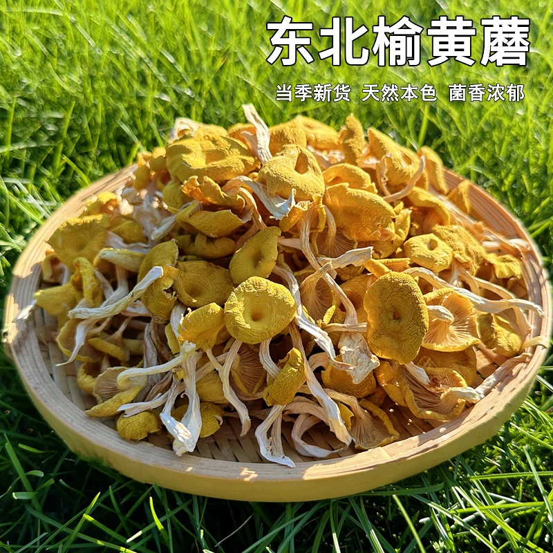 东北榆黄蘑菇干货新货黄金菇野生鸡油菌榆黄蘑煲菌汤食用菌土特产