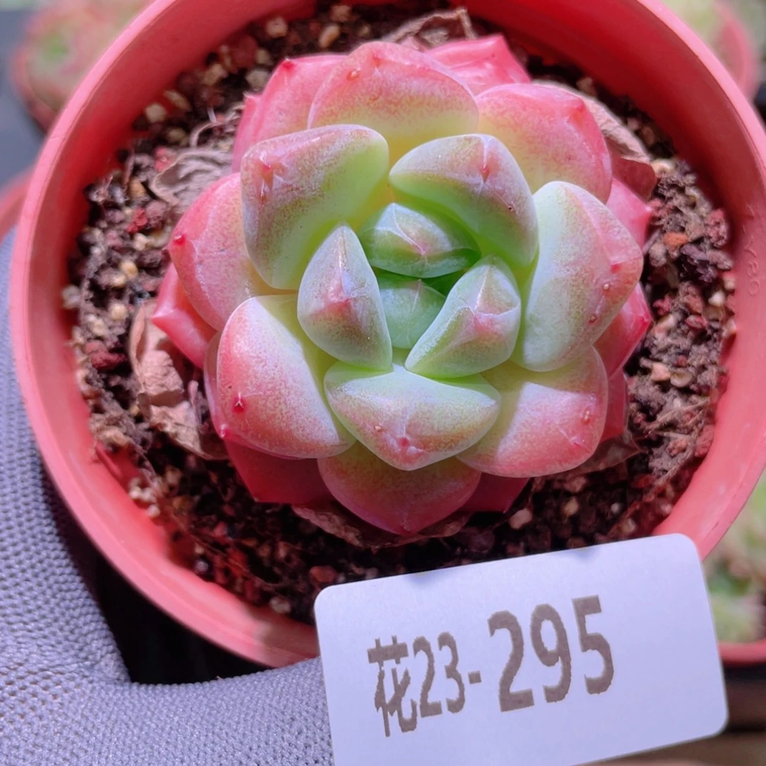花利美23-295冰糖
