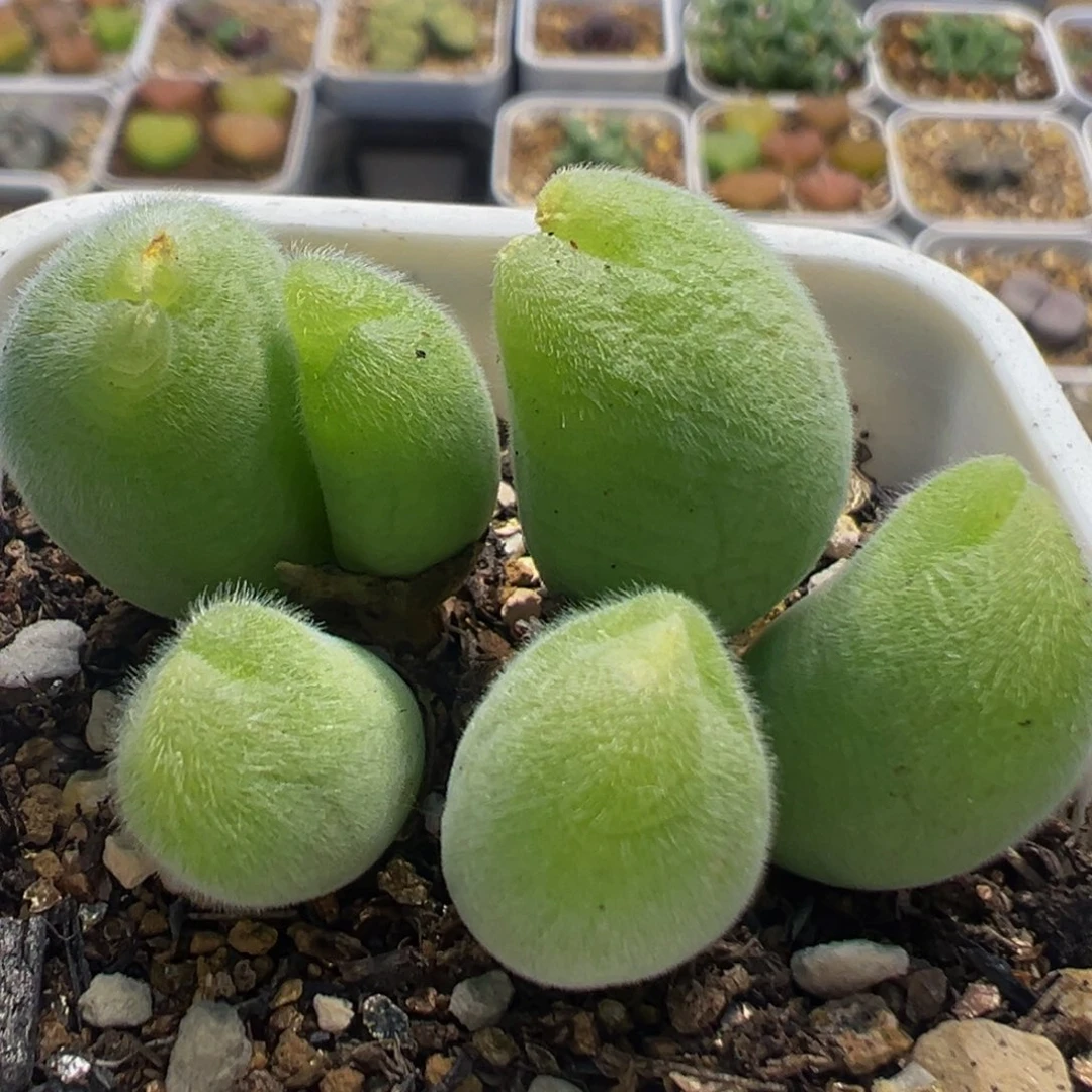 25多肉植物百科植物