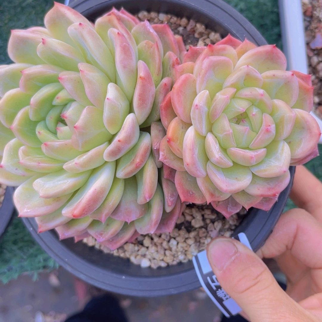 珍妮0429多肉植物