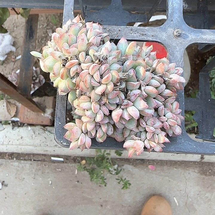 青蛙王子儿童牙膏11