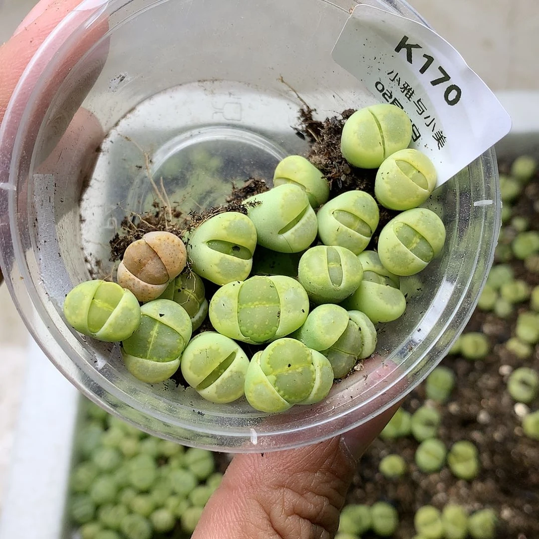 ?****K170多肉植物保护