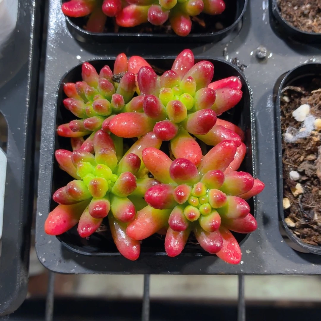 虹之玉多肉9.9包邮发货