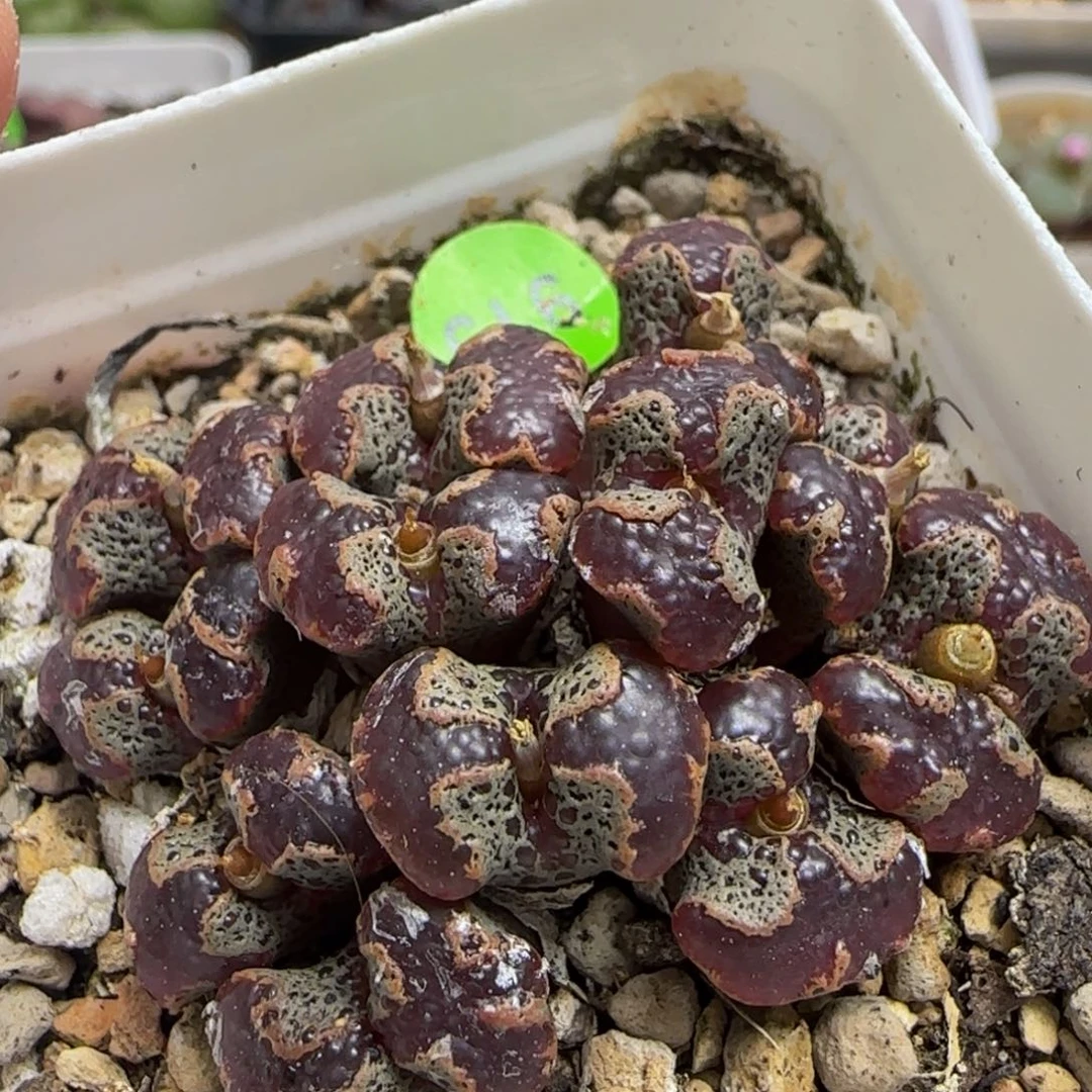 大型超碟群多肉植物919