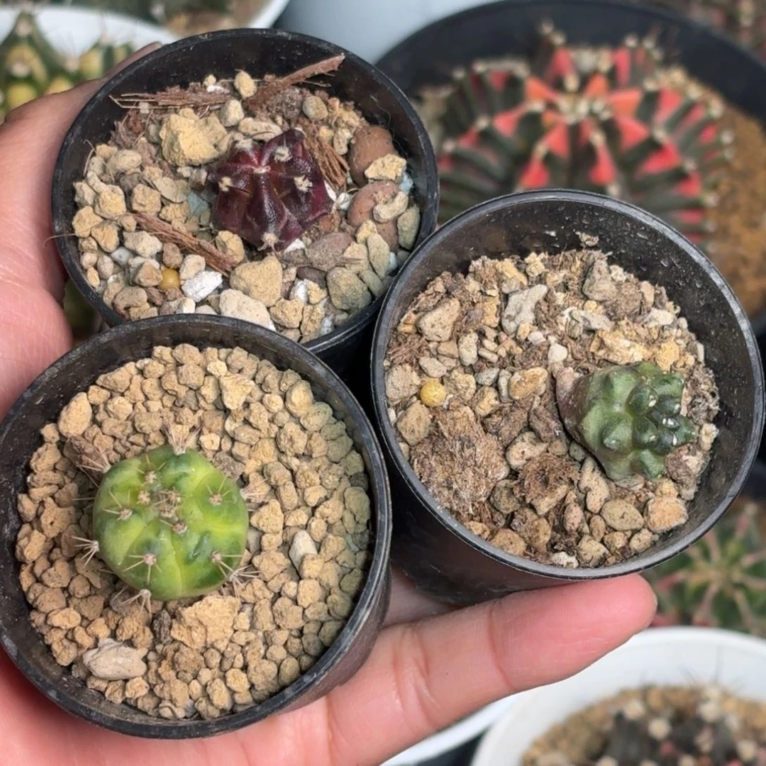 泰系米哈仙人球侧牙有根脱土发