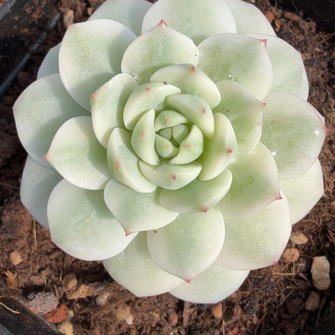 醉心锦，多肉植物。