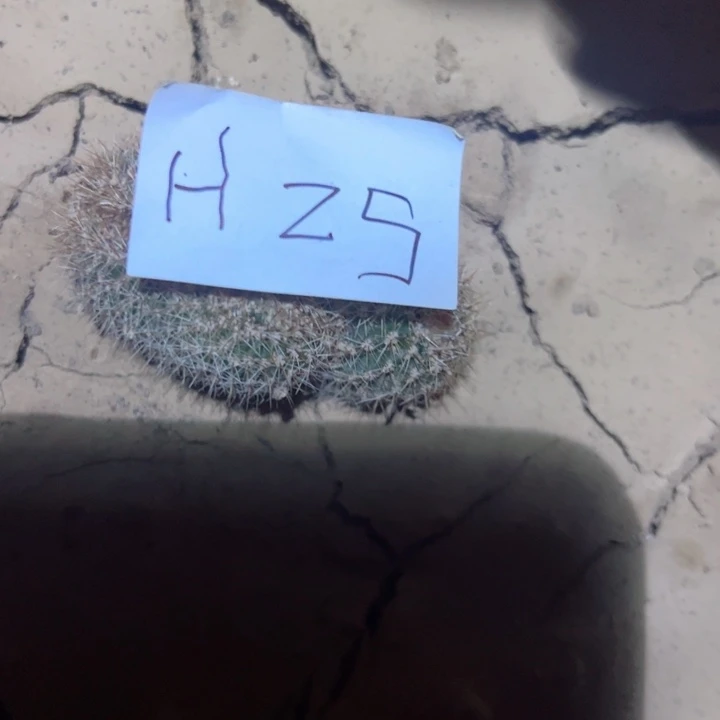 S****龍H25两颗彩草坠化20.88