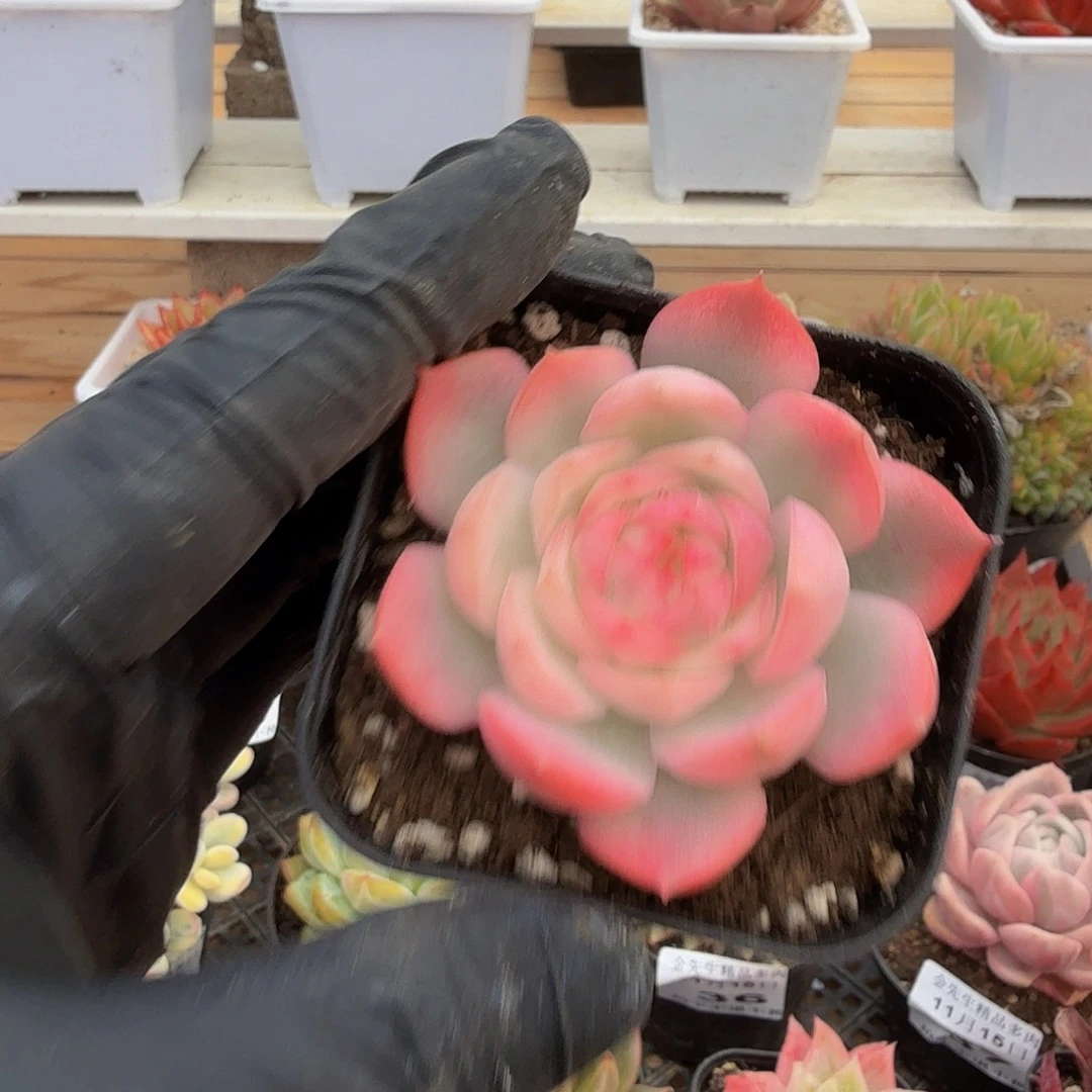 1115-38粉水晶锦单头