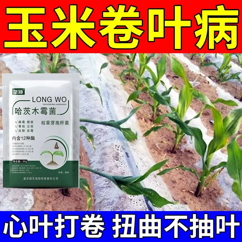 玉米卷心叶病展叶剂叶斑病黄叶病枯萎干旱卷叶专用菌剂玉米叶面肥