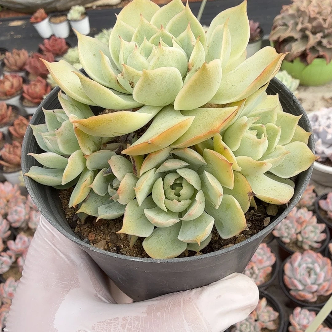 659十公分多头霜莲满20包邮