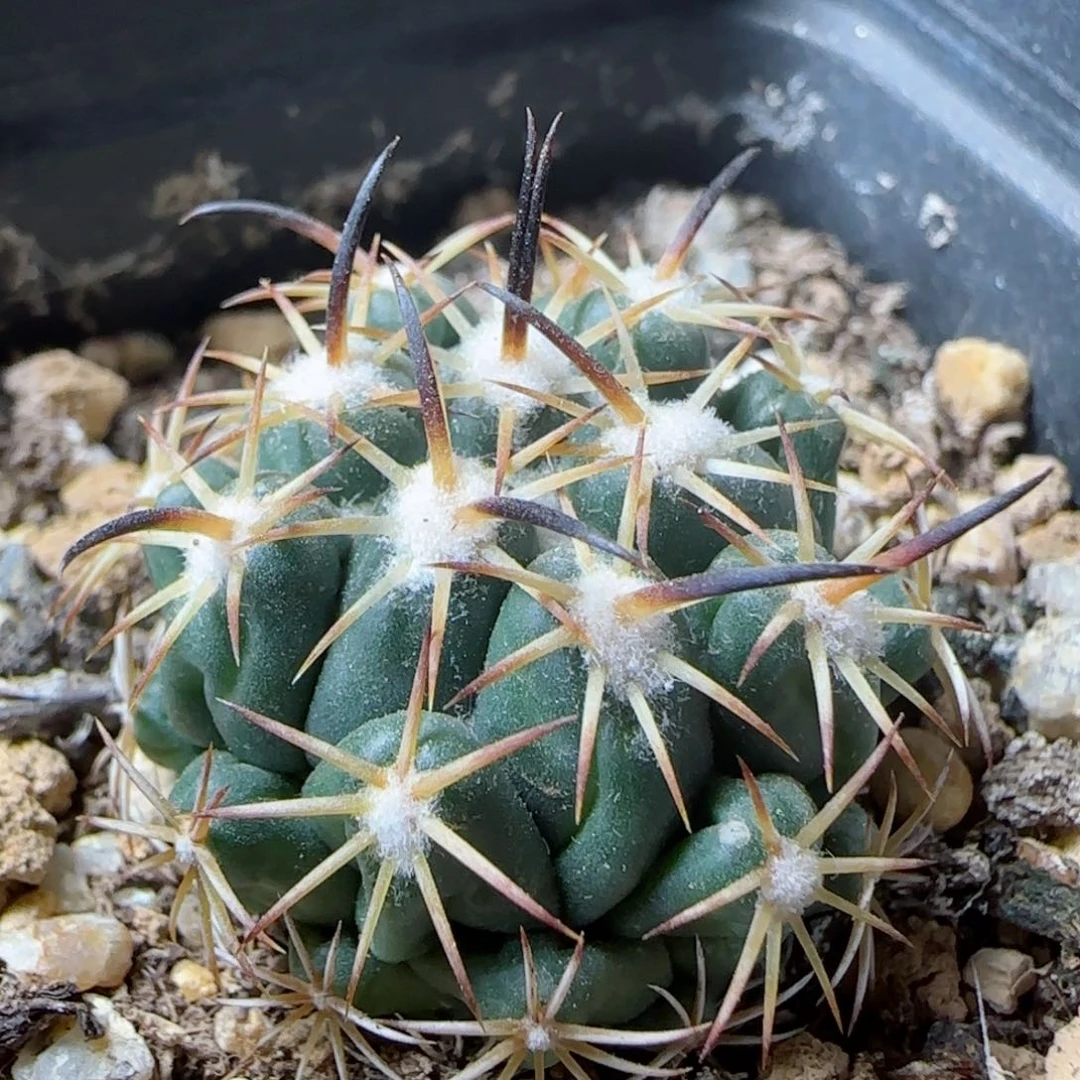 实生割刺钢定多肉0000